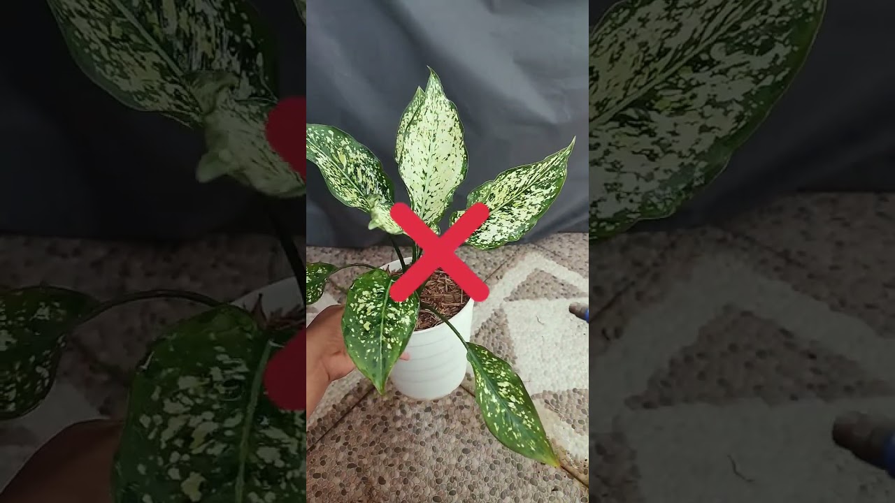 Cara siram Aglonema yang benar
