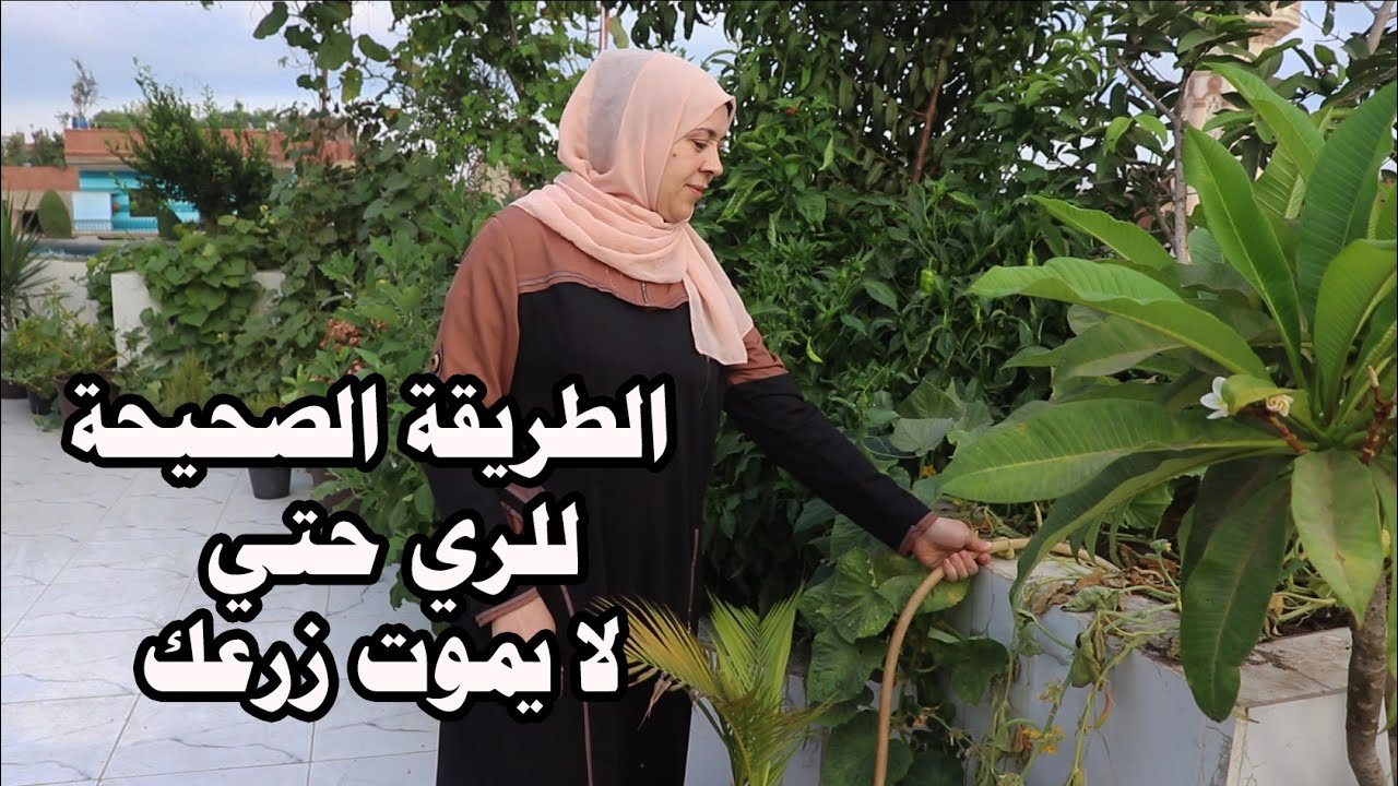 لتجنب موت الزرع تعلم اختبار التربة قبل الري واعرف العوامل التي تحدد ميعاد الري الصحيح @VillageFarmerTamil