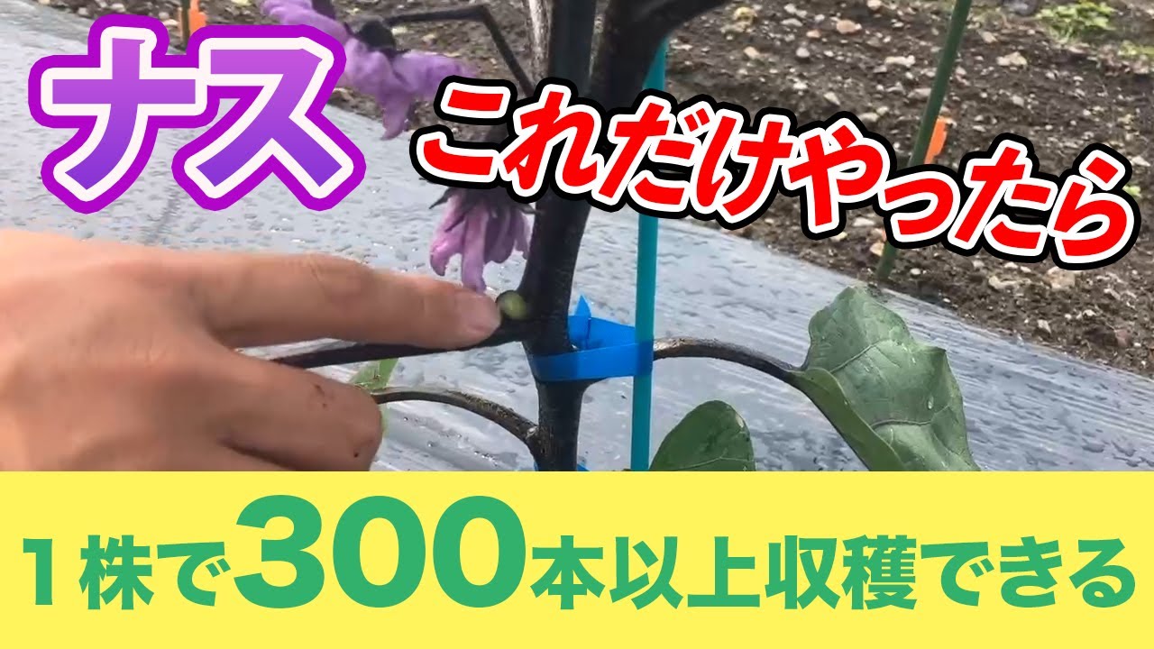 【ナス】コレらをやるだけで、1苗300本収穫できるようになります！