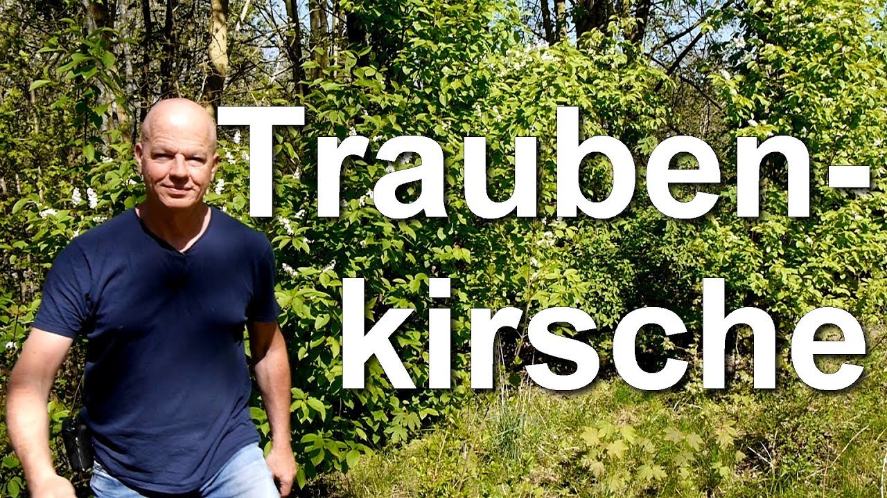 Die Traubenkirsche Prunus padus wertvolle Trachtpflanze f&uuml;r Bienen Hummeln Wildbienen Mielkendorf