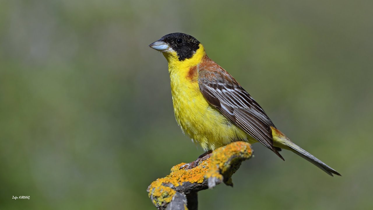 Karabaşlı kirazkuşu   [ Black-headed Bunting » Emberiza melanocephala ]