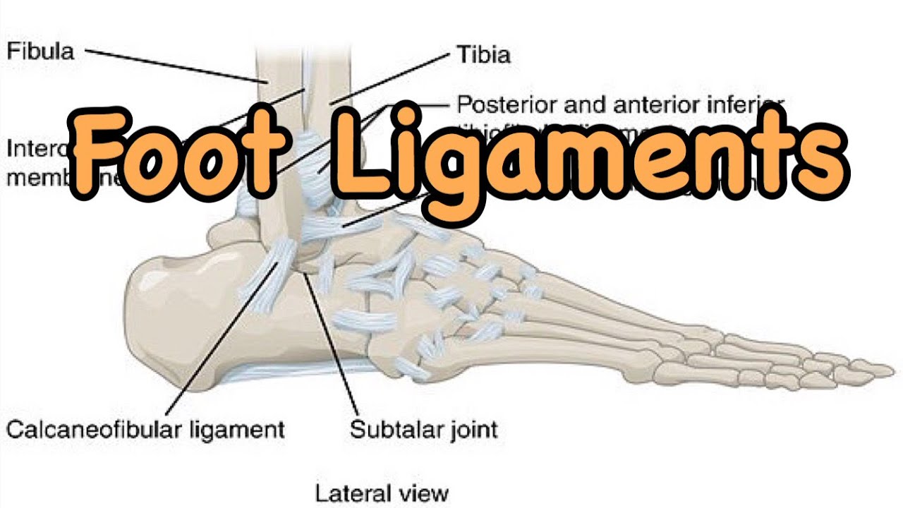 Foot Ligaments | Foot Anatomy