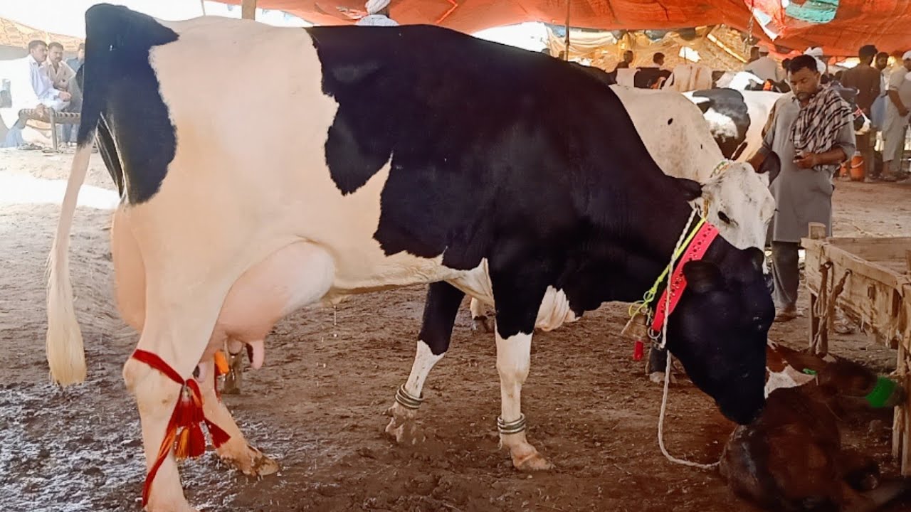 HF Cow For Sale In Pakistan Doli Shaheed Mandi Jhang