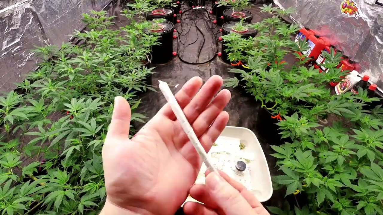 Indoor Grow Stealth Tips In Da Underground World Of Cannabis