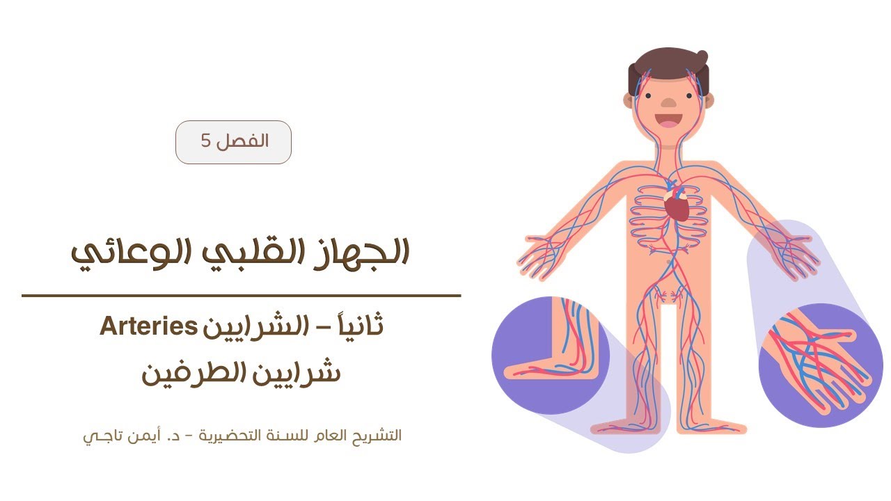الجهاز القلبي الوعائي | شرايين الطرفين العلوي والسفلي | التشريح العام للسنة التحضيرية