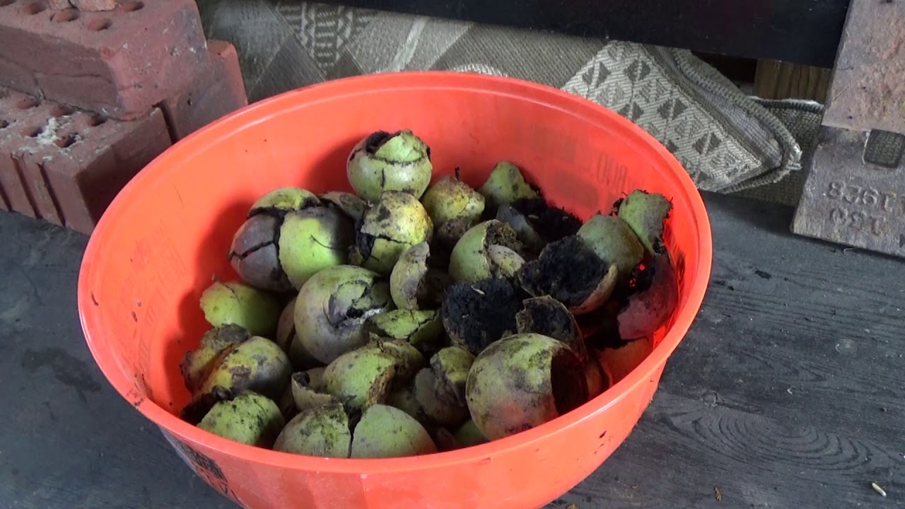 Making Black Walnut Powder