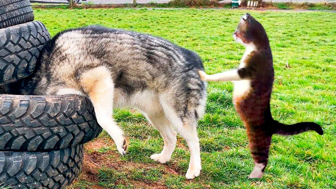 Funny Animal Videos 2024!😂 Funniest Cats and Dogs Videos🥰