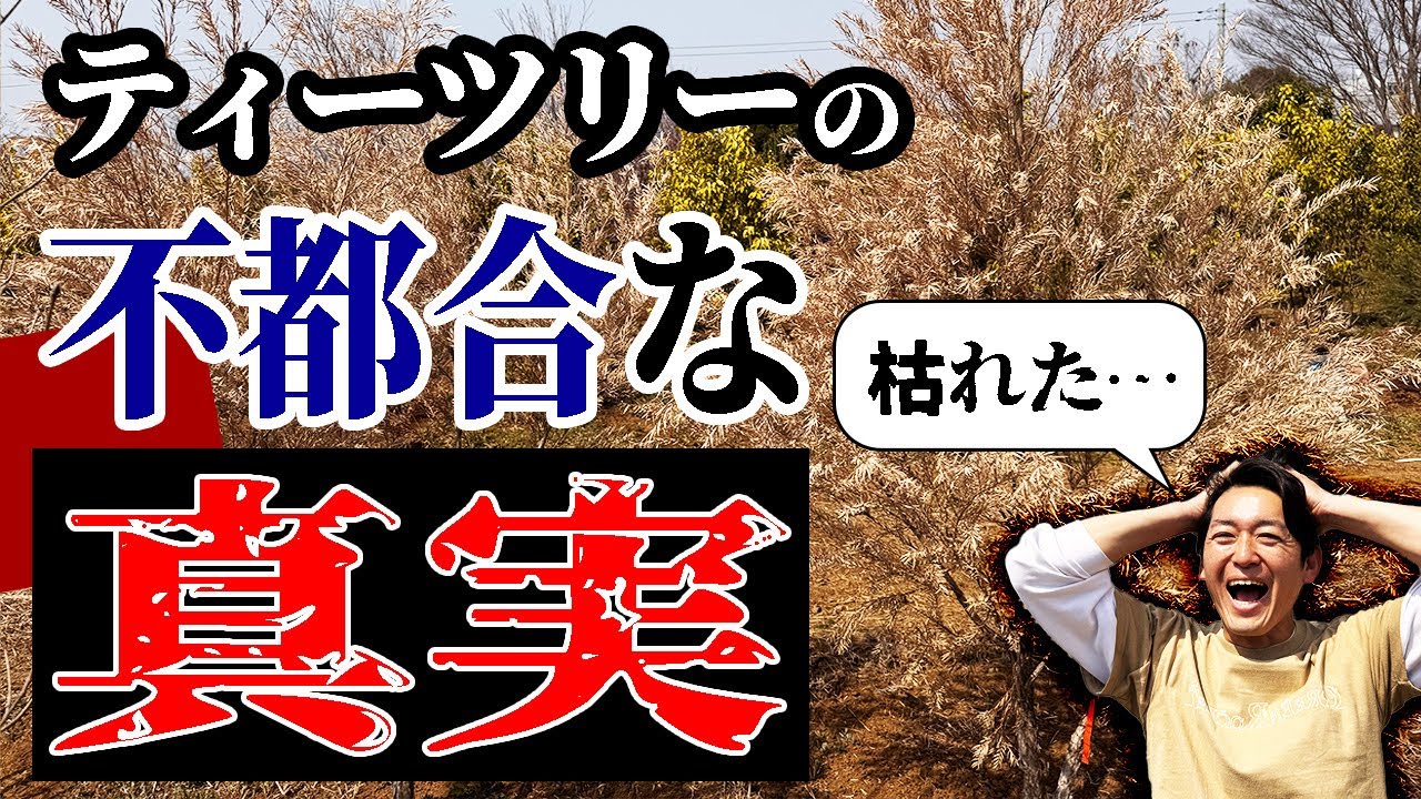 【誰も言わない】欠点のない常緑樹「ティーツリー」は本当に完璧か？【メラレウカ・レプトスペルマム】