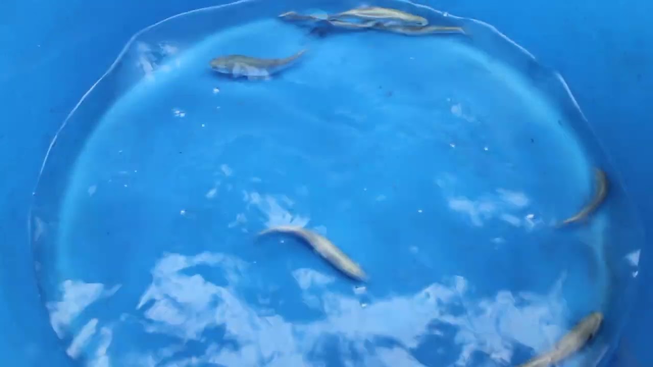 Blue Rainbow Trout - Oncorhynchus mykiss - MF Aquatics