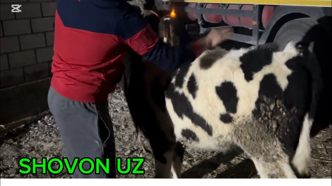 👀YANGI KELGAN MOLARNI TUSHURISH JARUONI😱😱