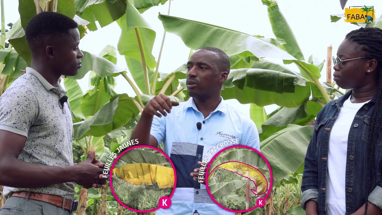 FABA - Fertiliser le sol pour de + beaux bananiers plantain