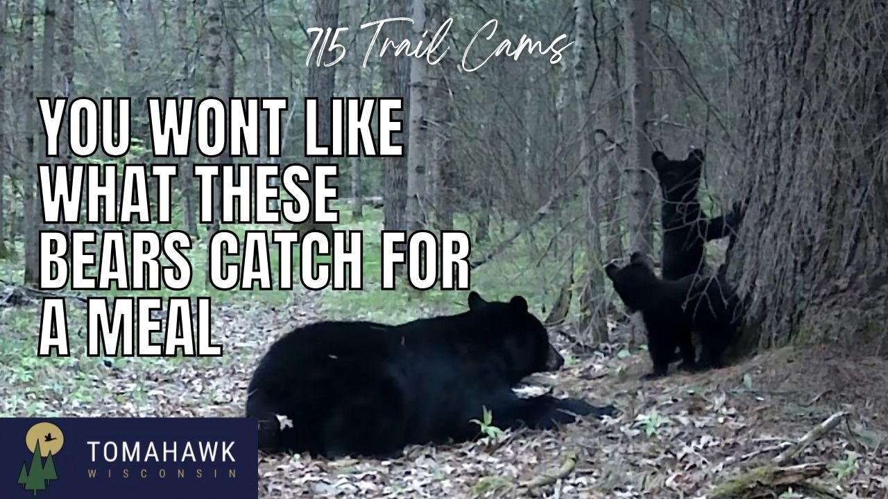 May 27th-31st 2025 Tomahawk Wisconsin Trail Camera Highlights
