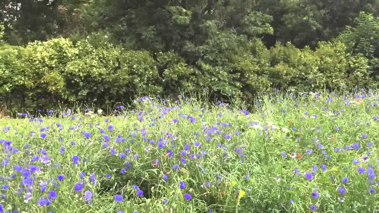 The FC Grass Roots project -  Flowers for the fans