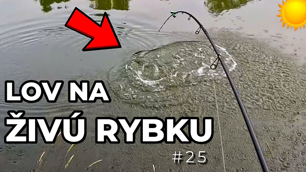 Lov na Živú Rybku na Rieke 🌞+30°C 🎣 lov Zubáča - Candáta 🐬 + Šťuky - Štiky cez leto ! #25