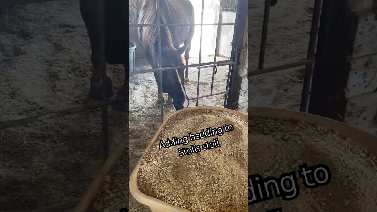 Adding bedding to my horses stall! #horse #cleaning #horses