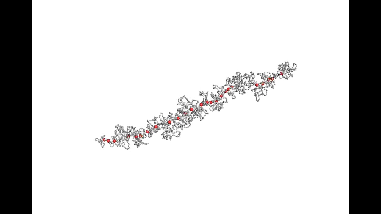Holocentric chromosome walking the line