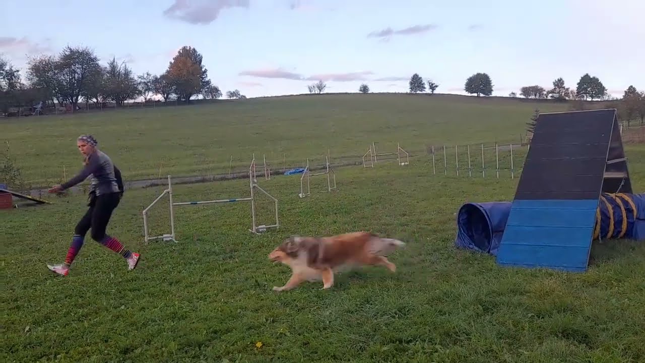 Collie rough Hopsinka & agility (9 years)