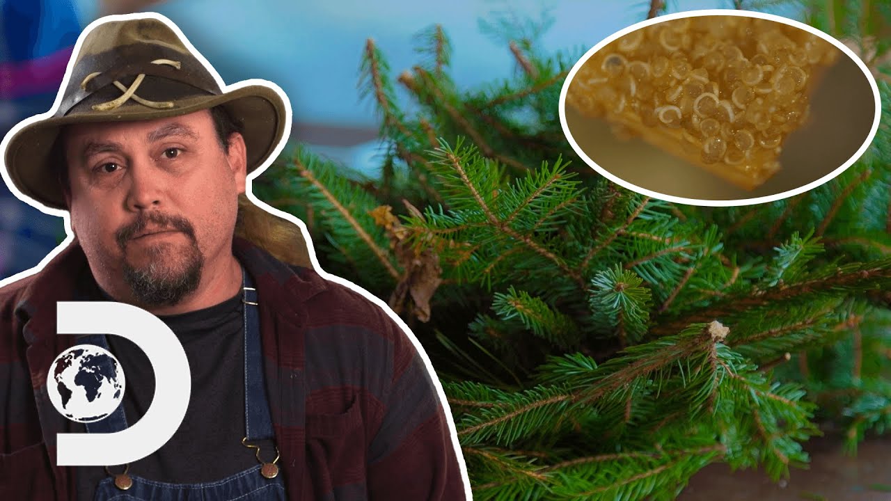 Moonshiners Experiment Making Gin With Quinoa And Spruce Needles I Moonshiners