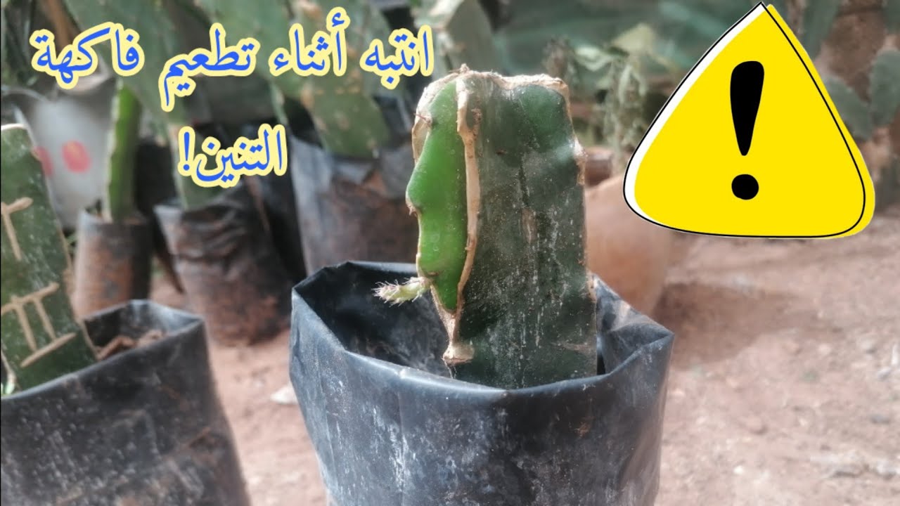 سلسلة زراعة فاكهة التنين : الحلقة -8-) انتبه أثناء تطعيم فاكهة التنين!)