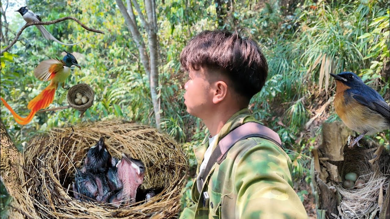 Hiếm C&oacute; Kh&oacute; T&igrave;m Chưa Thấy Tổ - Mua Th&ecirc;m Ch&agrave;o M&agrave;o | D&acirc;n Tộc T&acirc;y Bắc Tv