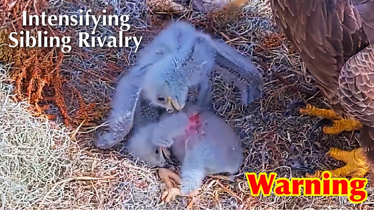 #46🦅🐥13°🐥8°／Winter Park Eagle Nest 2026／Against All Odds:One-Eyed Mom Eagle／by Winter Park Eagle Cam