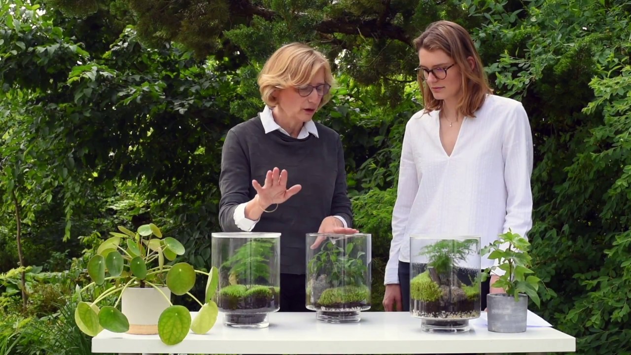 L'arrosage de mon terrarium YAMAYAMA
