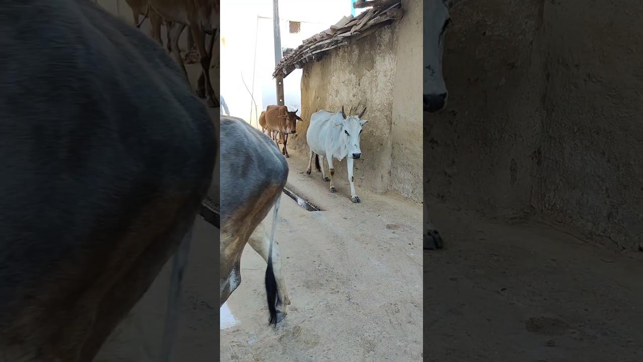 Gaiya meri gaiya pyari pyari #cowvideos #cow #cowkidssong #cowcows #littlecow #gaiyameri #cows
