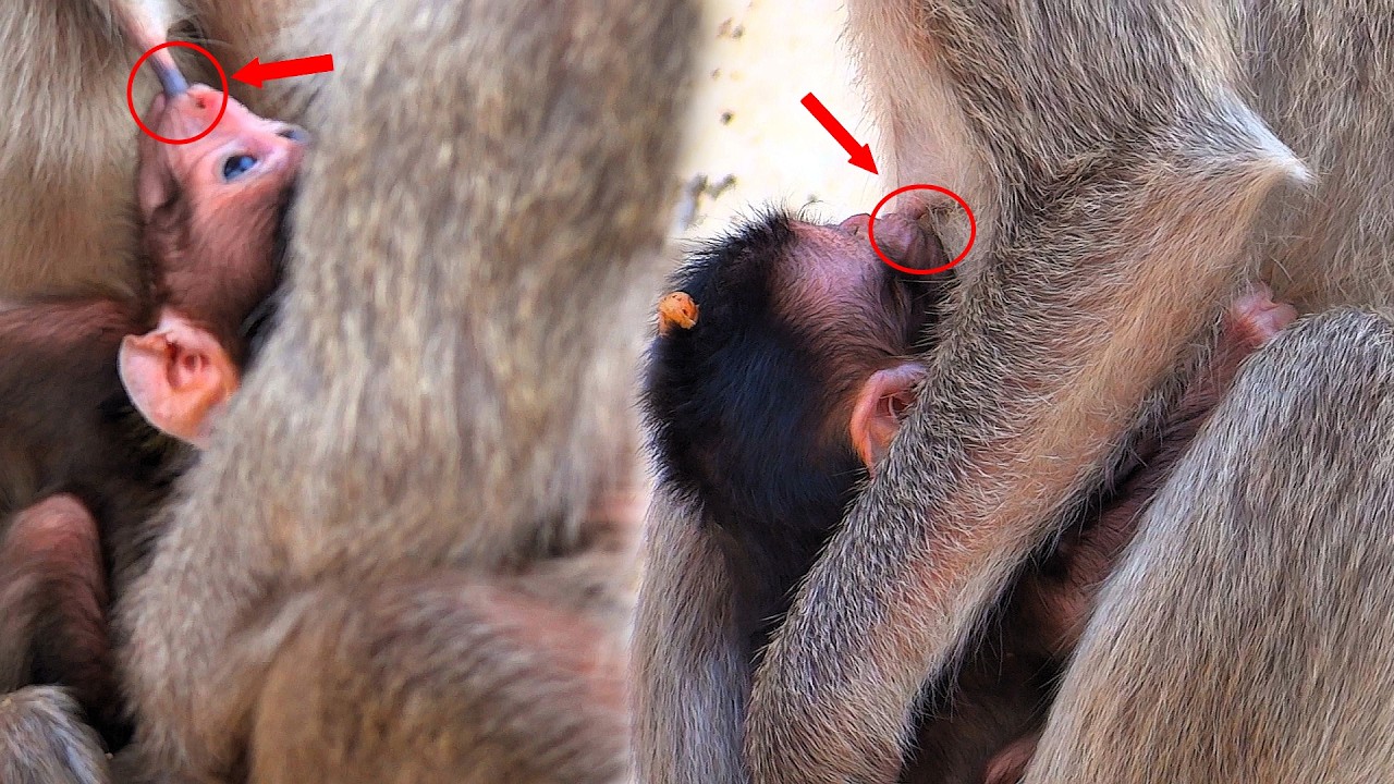 OMG, a newborn baby monkey pulls and sucks its mother's nipples hard while drinking milk.