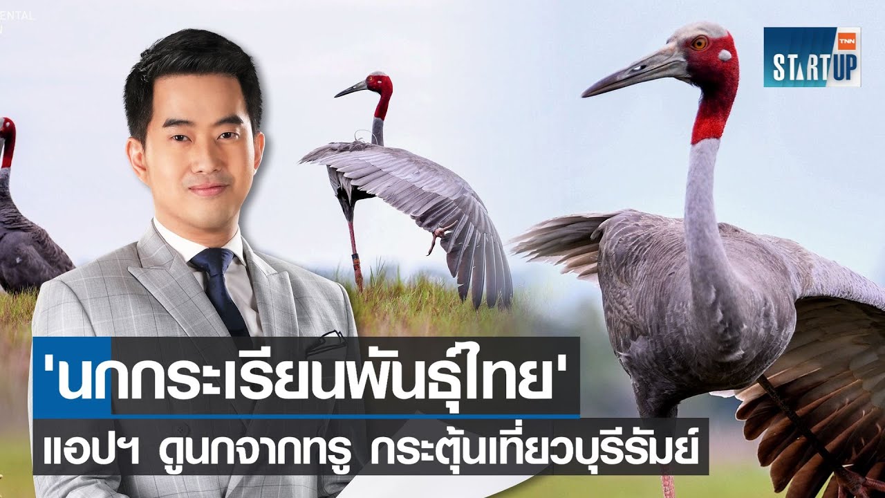 'นกกระเรียนพันธุ์ไทย' - แอปฯ ดูนกจากทรู กระตุ้นเที่ยวบุรีรัมย์ I TNN Startup I 14-04-65