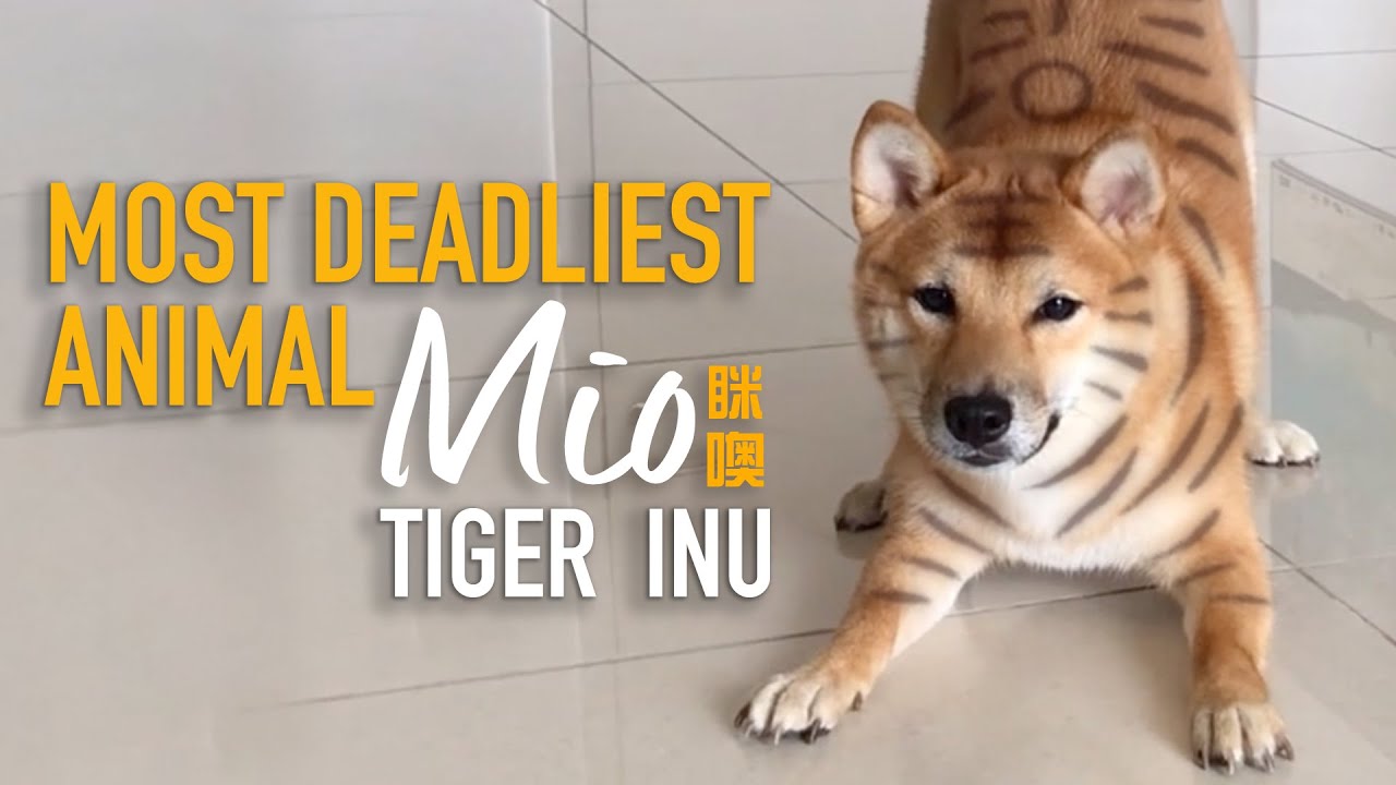 World Deadliest Animal Cross breed Shiba & Tiger #shorts