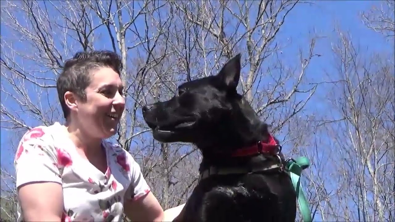 What Happens When a Shelter Dog Gets a Day Out?  Ask Brock!