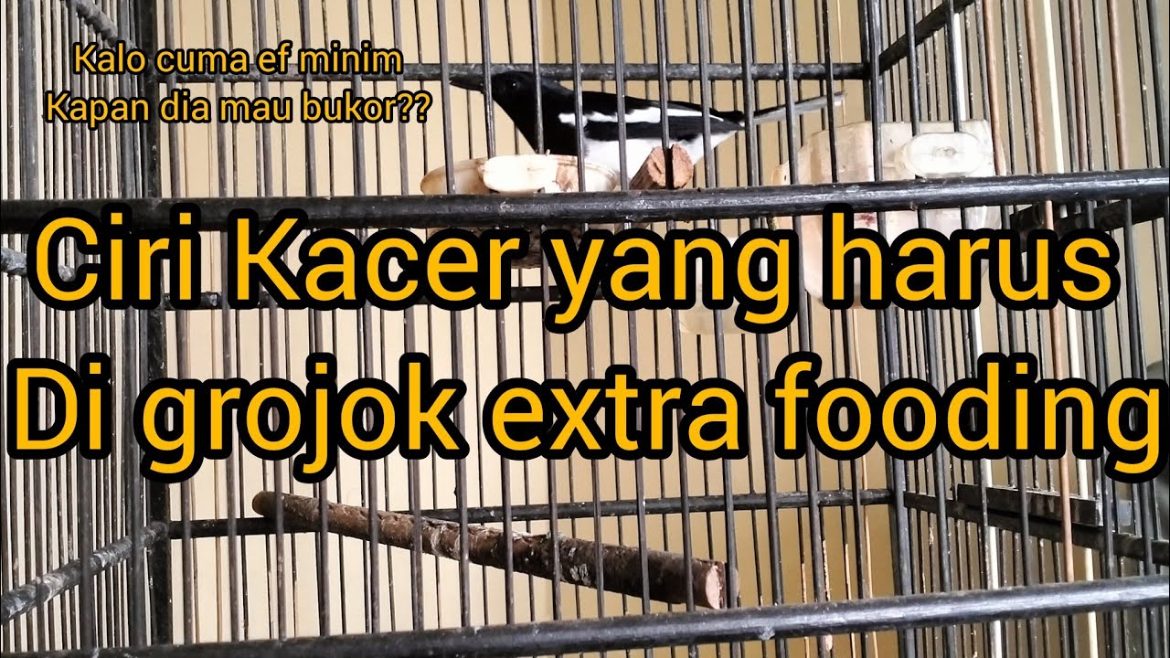 how to see if mbagong is over or undersexed