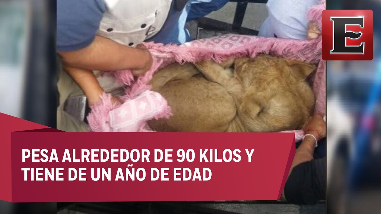 Cachorro de le&oacute;n enjaulado en una azotea de la colonia Merced-Balbuena