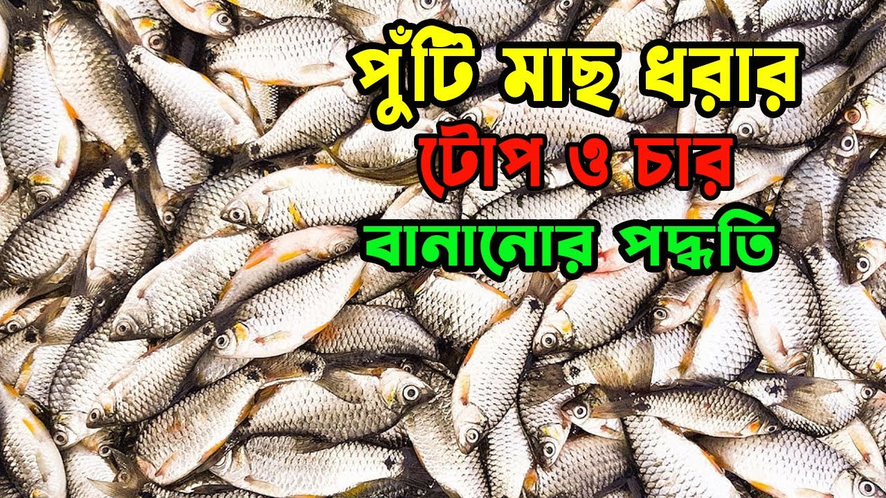 পুঁটি মাছ ধরার টোপ ও চার || Bead fishing bait || Fishing Tips || Showkhin Fishing