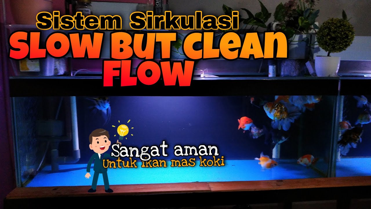 SIRKULASI AIR AQUARIUM YANG SANGAT AMAN UNTUK IKAN MAS KOKI - SLOW BUT CLEAN FLOW - DORSAL AMAN