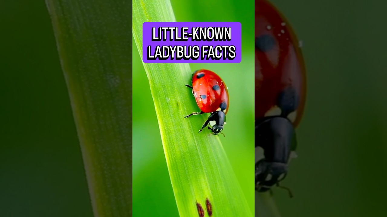 LADYBUGS OR SUPERBUGS? 
