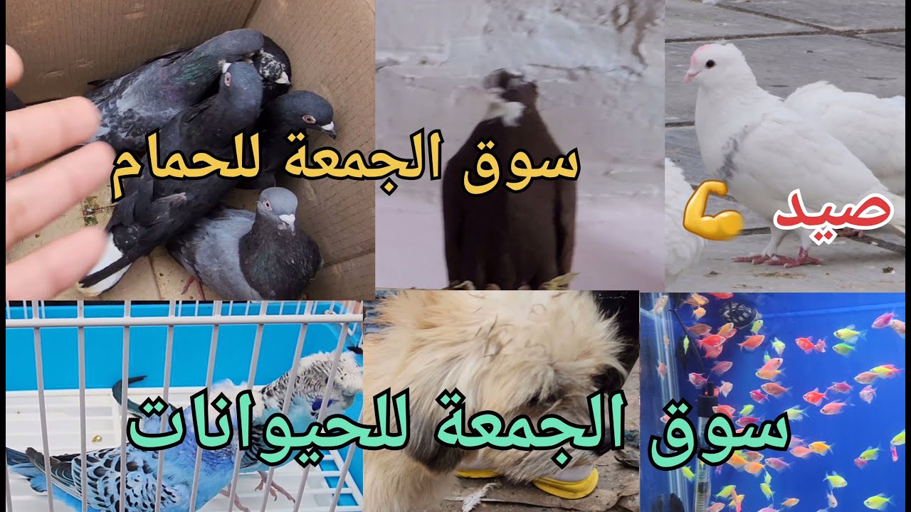 صيد 💪بعنه الارافل😁 سوق الجمعة للحمام والحيوانات 📸كمل المقطع للأخير اكو مفاجأة 🌹