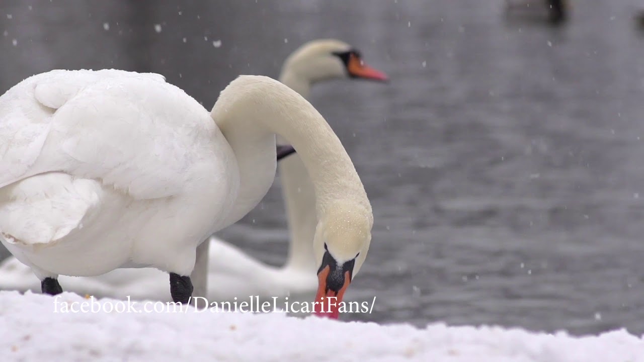 La Canzone di Orlando - Danielle Licari