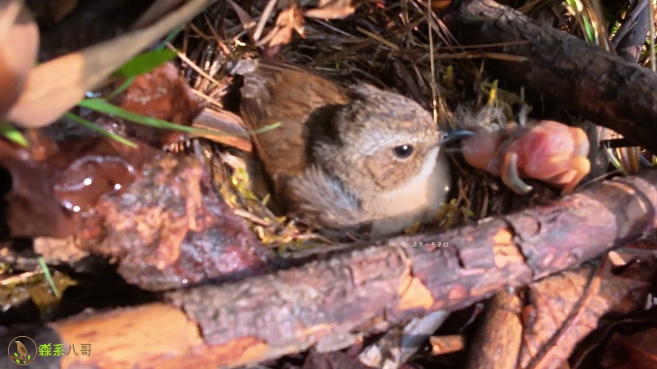 The cuckoo pushes the chick out. The chick return to the nest.杜鹃鸟把小鸟推出鸟窝，小鸟歇了很久，才有力气回到鸟窝