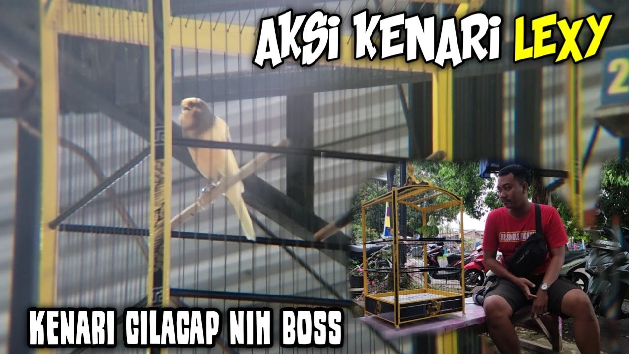 COBA PAKE CARA INI !! SETTINGAN KENARI PAS HARI LOMBA