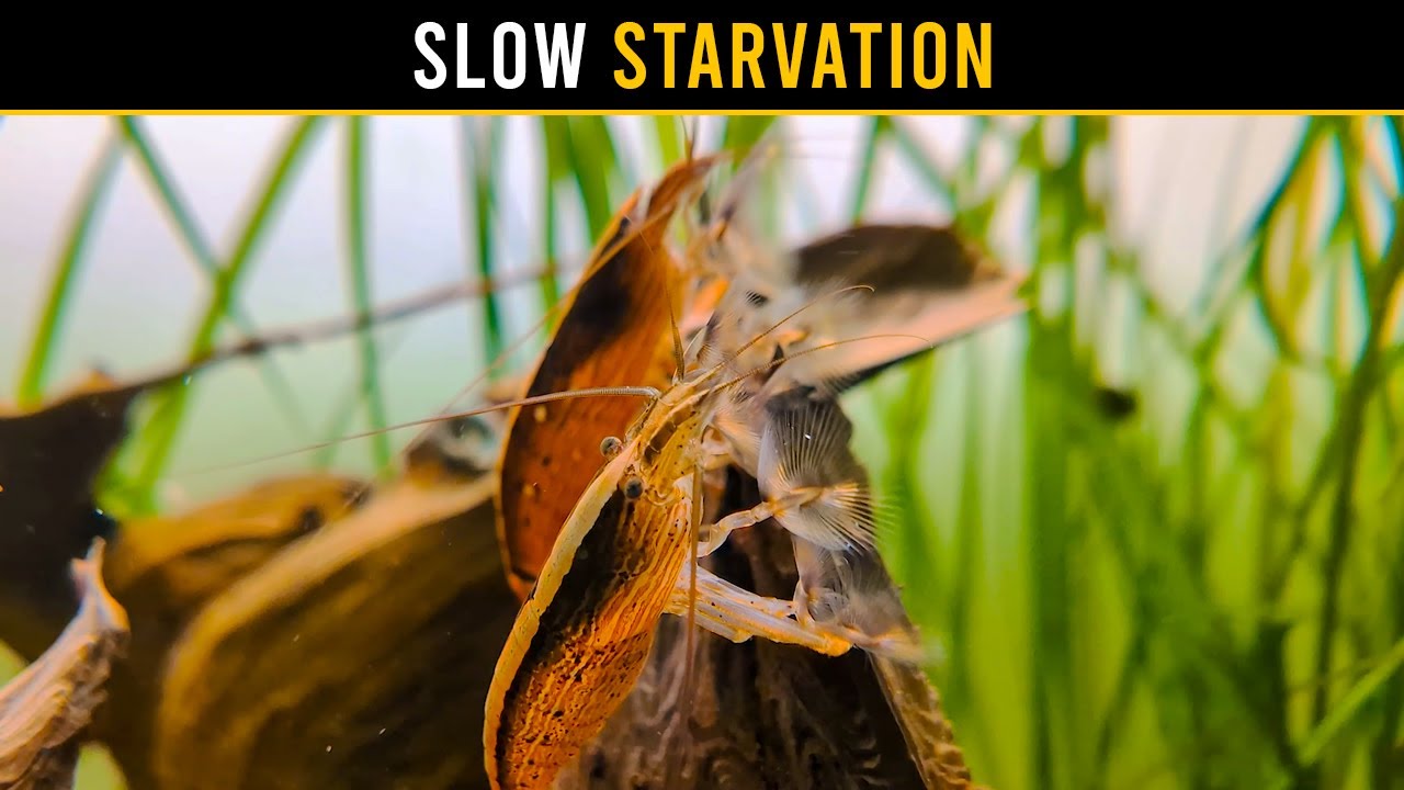 The Feeding MISTAKE That Starves Bamboo & Vampire Shrimp!