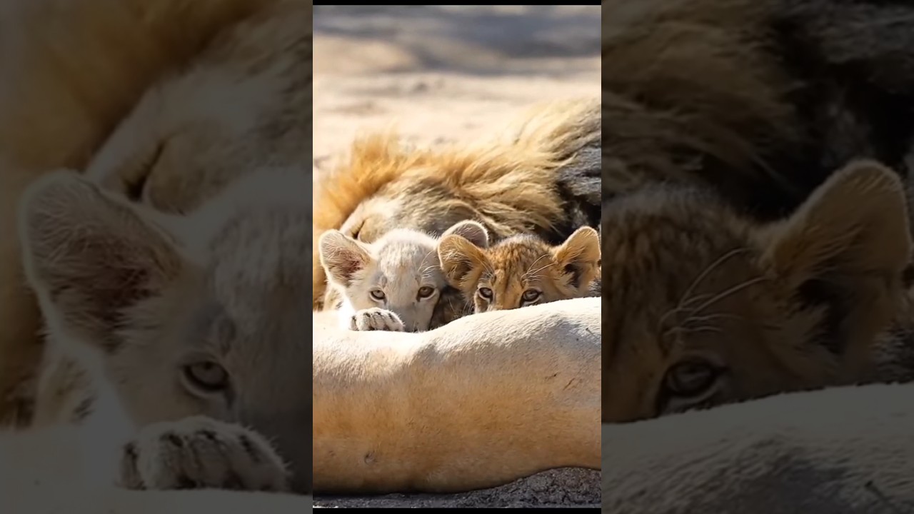 Cute lion cub's with family#lion #shorts