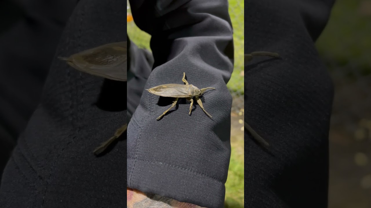 Prehistoric bug! 