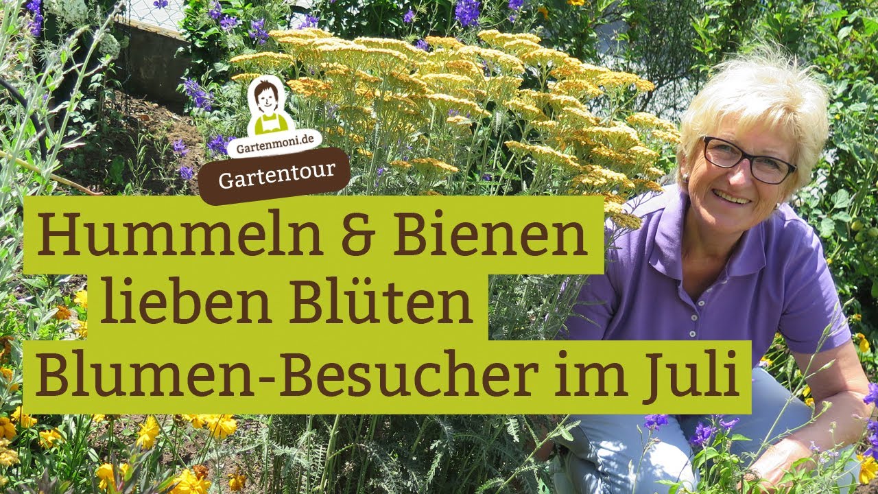 Bienenweide: Hummeln, Bienen und andere Insekten: Sie lieben Blumen! Fleißige Blütenbesucher im Juli