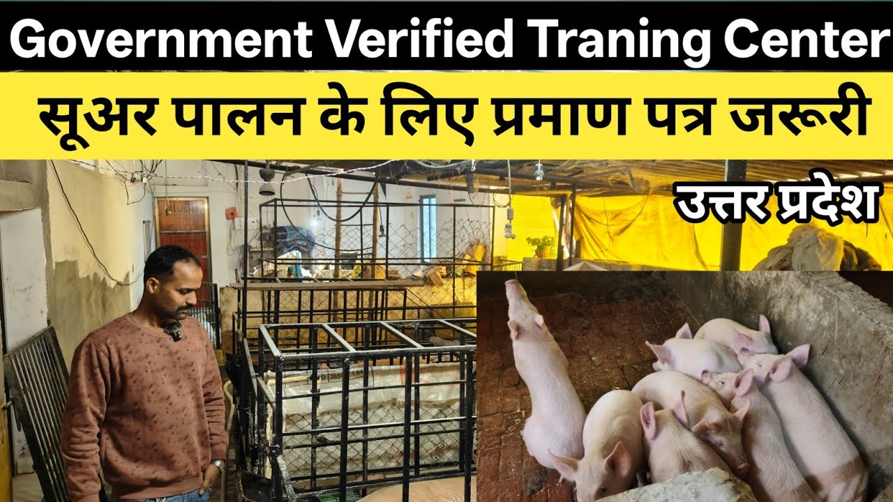 Government Verified Pig Farming Traning Center | सूअर पालन सार्टिफिकेट पाये अब उत्तर प्रदेश में| 
