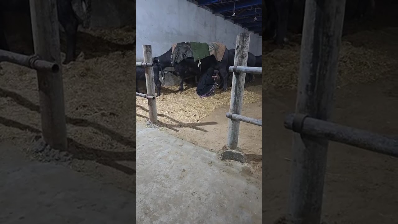 Live MilkingDaughter of Kohinoor 16 Lakh WaliOwner Darshan, Now- 9.800 Kg1st Milking- 9.140 Kgs