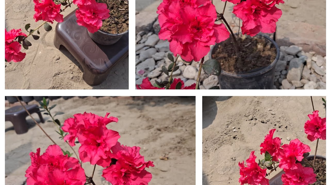 Azalea flower plants a complete imformation and care tips #gardening care tips #flower plants