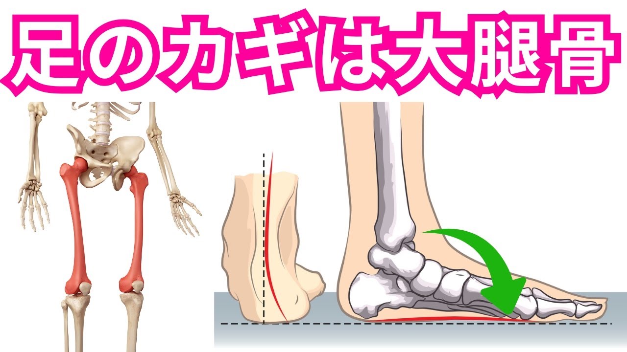 【良い足・悪い足の明確な違い】足のアーチ機能のカギは大腿骨である理由！