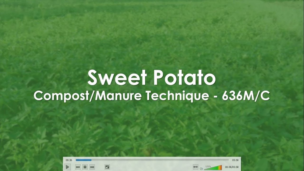 Sweet Potato 636MC