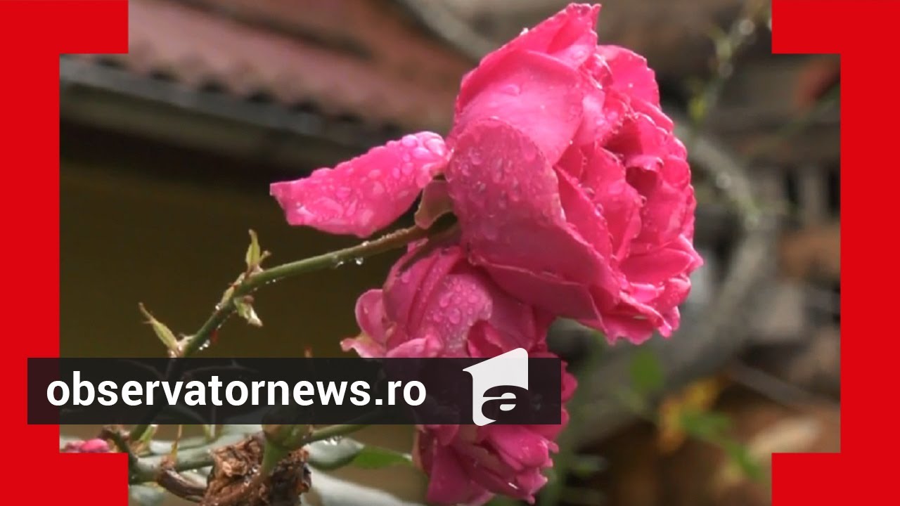 Vremea dă peste cap natura. Luna octombrie, a doua cea mai caldă lună din ultima jumătate de secol